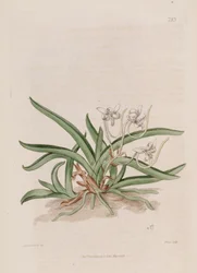 Illustration de Neofinetia falcata (comme syn. Limodorum falcatum)